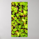 Suche nach grüne blume poster Pflanze