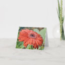 Suche nach roter gerbera karten Botanisch