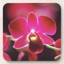 Recherche de orchidée dessous de verres Rose
