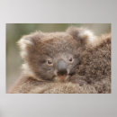 Recherche de koala bébé posters Animal