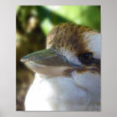 Suche nach kookaburra poster Australisch