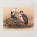 Recherche de vautour cartes postales Animaux