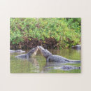 Recherche de alligator puzzles Animal