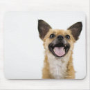 Recherche de halètement Chiens
