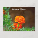 Recherche de fleur orange cartes postales Nature
