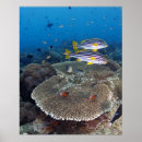 Recherche de vie marine posters Sous marin