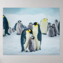Suche nach die pinguine von der antarktis poster Jungtier