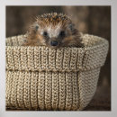 Recherche de hérisson posters Mammifère