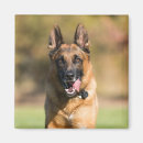 Suche nach german shepherd alle magnete Puppy