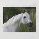 Suche nach arabisches pferd postkarten Kopfschuss