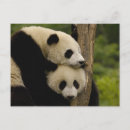 Recherche de sichuan cartes postales Faune