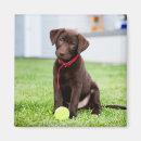 Suche nach schokolade labrador magnete Schokoladenlabrador