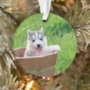 Suche nach husky ornamente Alaskan hund