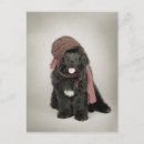Recherche de black puppy cartes postales Dog