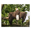 Suche nach ausgebreitet poster Tier
