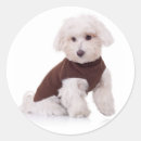 Recherche de maltais Chien blanc