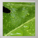Suche nach regentropfen poster Blatt