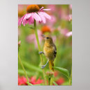 Recherche de echinacea posters Jardin