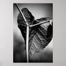 Recherche de feuille en forme de coeur posters Nature