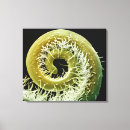 Suche nach biologie leinwandbilder Falsche farbe