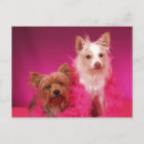 Suche nach yorkies postkarten Yorkshire terrier