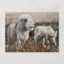 Suche nach afrikanische wild lebende tiere postkarten Foto