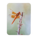 Suche nach dragonfly magnete Tier