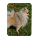 Suche nach zwergspitz magnete Kopf und oberkörper