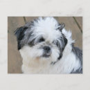 Recherche de tzus de shih cartes postales Amoureux des chiens