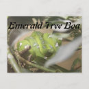 Recherche de boa cartes postales Reptile