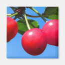 Recherche de merise Fruit