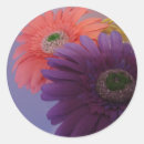 Recherche de marguerite de gerbera autocollants Rose