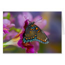 Suche nach troilus Spicebush swallowtail