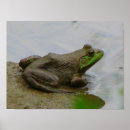 Suche nach frosch poster Amphibien