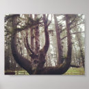 Suche nach fichte poster Baum