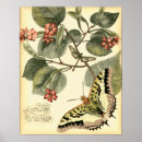 Suche nach schmetterling und blume poster Tiere
