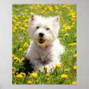 Recherche de westie poster Mignon
