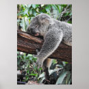 Suche nach koala kunst Natur