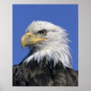 Suche nach alaska adler poster Wild