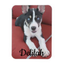 Recherche de amis animaux magnets Famille