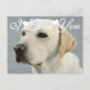 Suche nach goldenes labrador Für ihn