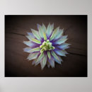 Suche nach clematis poster Sommer