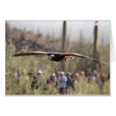 Recherche de colportent Oiseau de proie