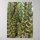 Suche nach stachelig poster Pflanze