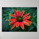 Suche nach kopffüßer poster Natur