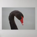 Recherche de cygne noir posters Nature