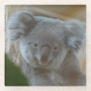 Suche nach koala untersetzer Australisches tier