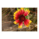 Suche nach gras pflanze poster Blume