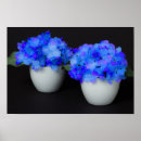 Suche nach hortensia poster Blume