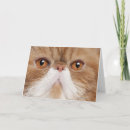 Recherche de manche vœux cartes Chat